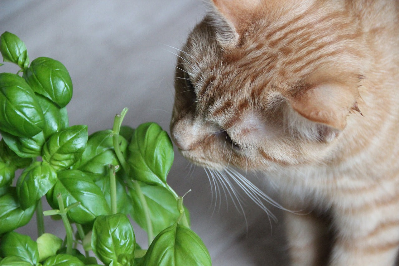 10 Common Toxic Household Plants for Pets