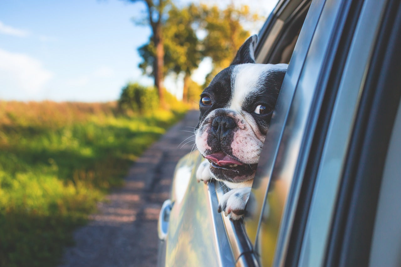 Can dogs really smell fear? 10 Dog Trivia You Probably Didn't Know
