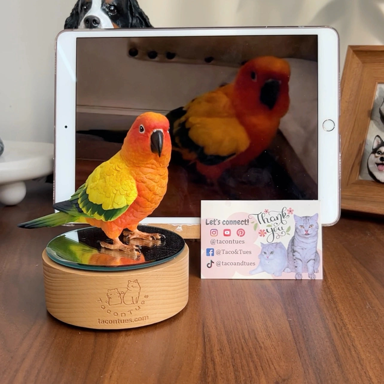 Vibrant Sun Conure parrot sculpture by TaconTues, shown with real bird photo on tablet — detailed handcrafted pet memorial for exotic bird owners